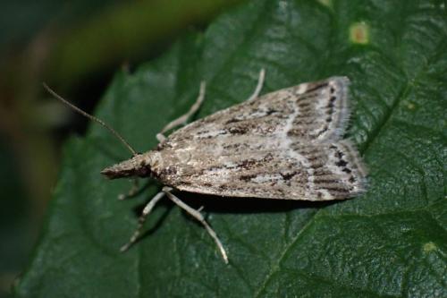 Réf. 347 957 : Eudonia pallida
